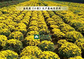 菊花基地之菊花造型管理