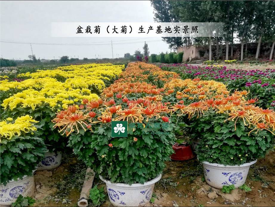 菊花种苗基地之菊花造型设计