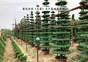 造型菊基地之菊花造型