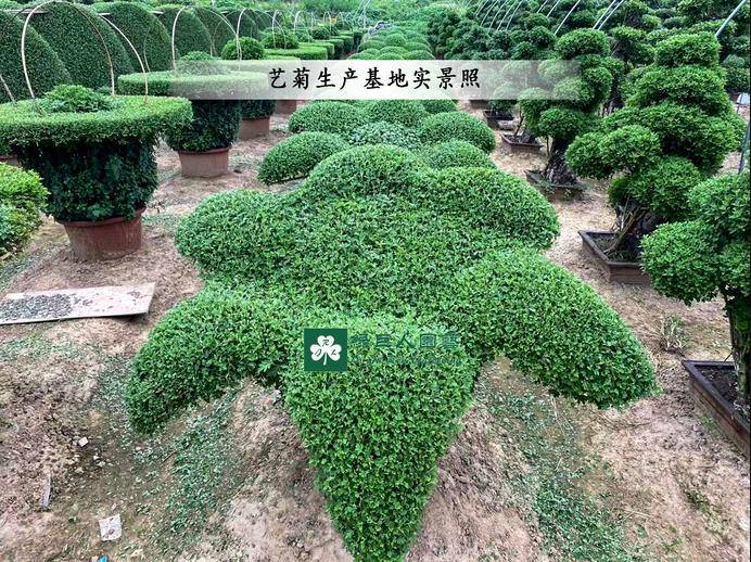 造型菊基地之菊花造型价格