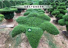 造型菊基地之菊花造型价格