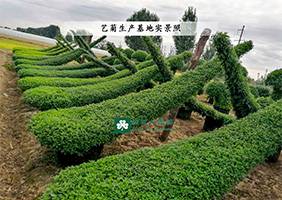 造型菊基地之菊花造型修缮