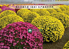 造型菊基地之菊花造型服务