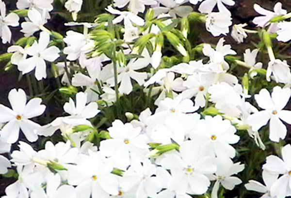 立体花坛常用植物--丛生福禄考(白毯)