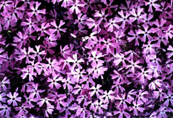 立体花坛常用植物--丛生福禄考(紫毯)