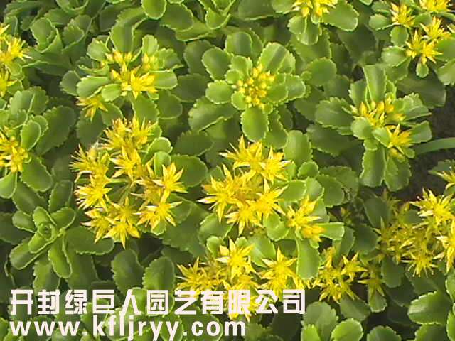 立体花坛常用植物--德国景天