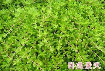 立体花坛常用植物--卧茎景天