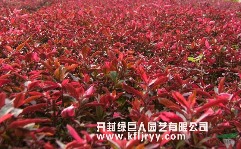 立体花坛常用植物--小叶红