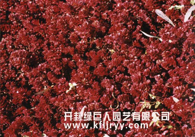 立体花坛常用植物--胭脂红景天