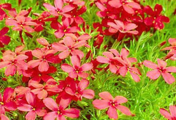 立体花坛常用植物--丛生福禄考(红毯)