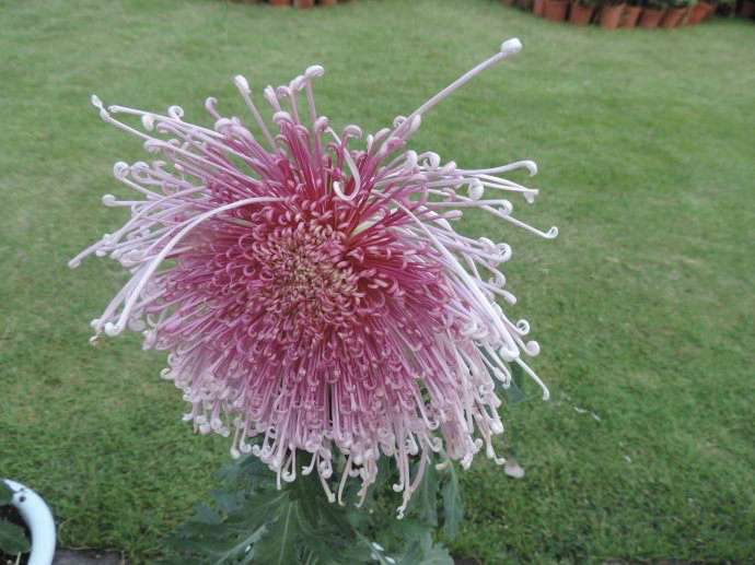 品种菊--清见的渚