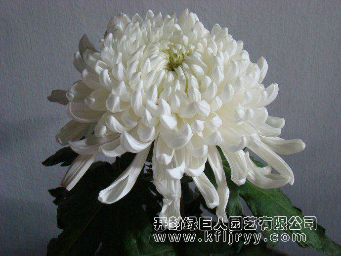 品种菊--泉乡万胜