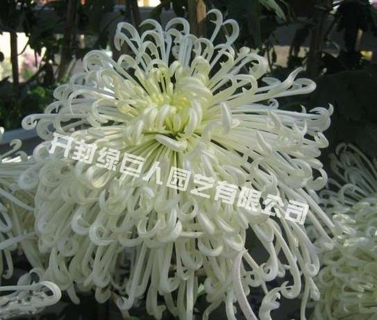 品种菊--白玉珠帘