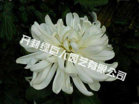 品种菊--白匙荷