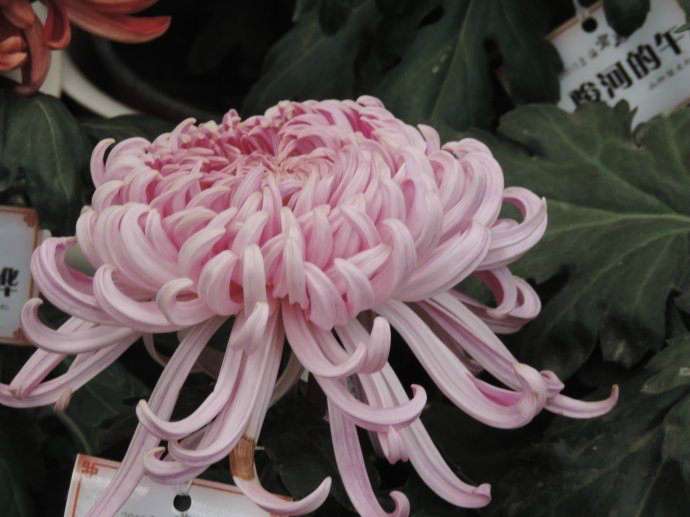 品种菊--山城之光