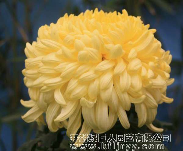 品种菊--唐宇金秋