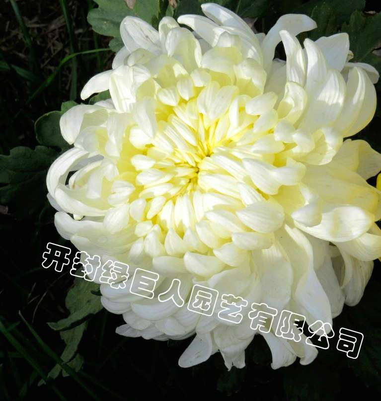 品种菊--大方大雪