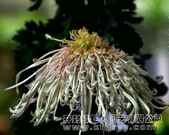 品种菊--艳冠秋英