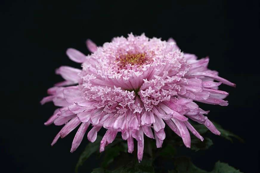 品种菊--粉红托桂