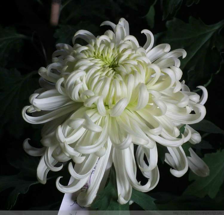 品种菊--国华白越山