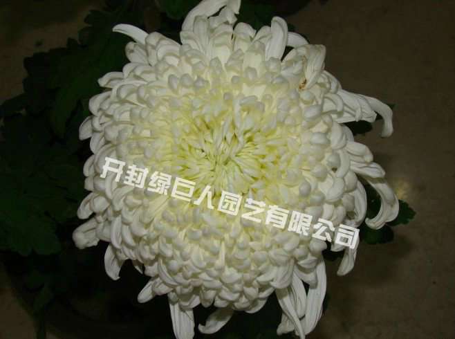 品种菊--白玉