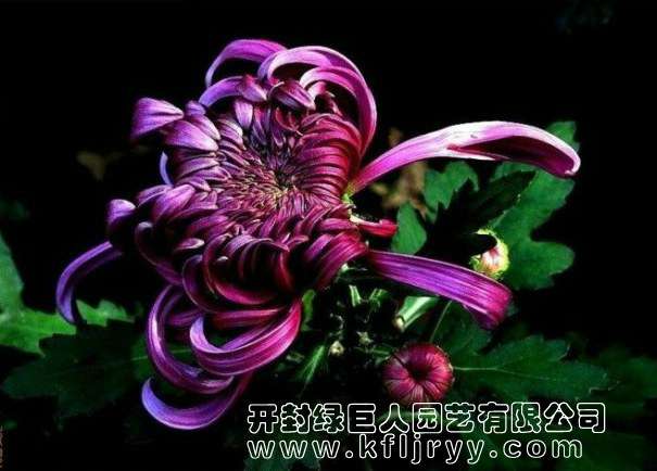 品种菊--紫龙卧雪