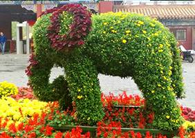 艺菊造型--大象