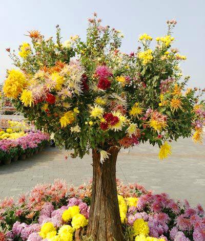 艺菊造型--千彩菊树