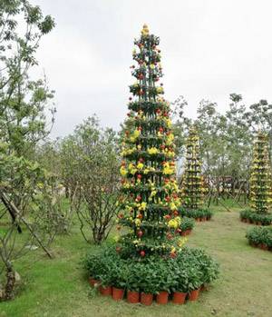 艺菊造型--塔菊