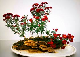 艺菊造型--盆景菊