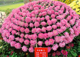 艺菊造型--大立菊